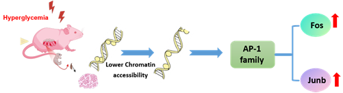 浙大四院生殖中心黄荷凤院士团队揭示宫内高糖暴露损害子代骨骼肌发育及代谢功能的关键机制