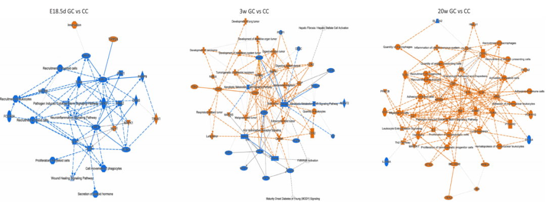 浙大四院生殖中心黄荷凤院士团队揭示宫内高糖暴露损害子代骨骼肌发育及代谢功能的关键机制