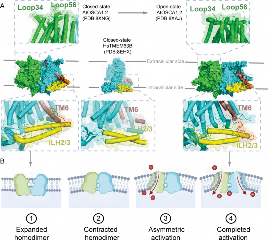 从植物到人类：闫致强团队系统阐述「机械门控通道超家族」，重构生命体感知机械力原理