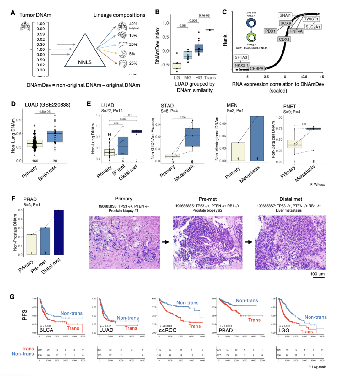 张翼团队揭示谱系转分化驱动泛癌转移