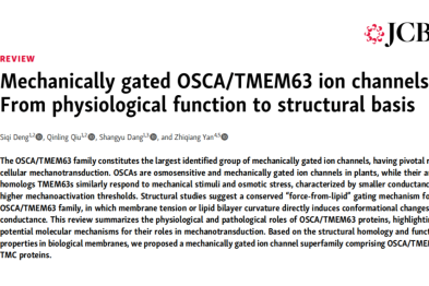 从植物到人类：闫致强团队系统阐述「机械门控通道超家族」，重构生命体感知机械力原理