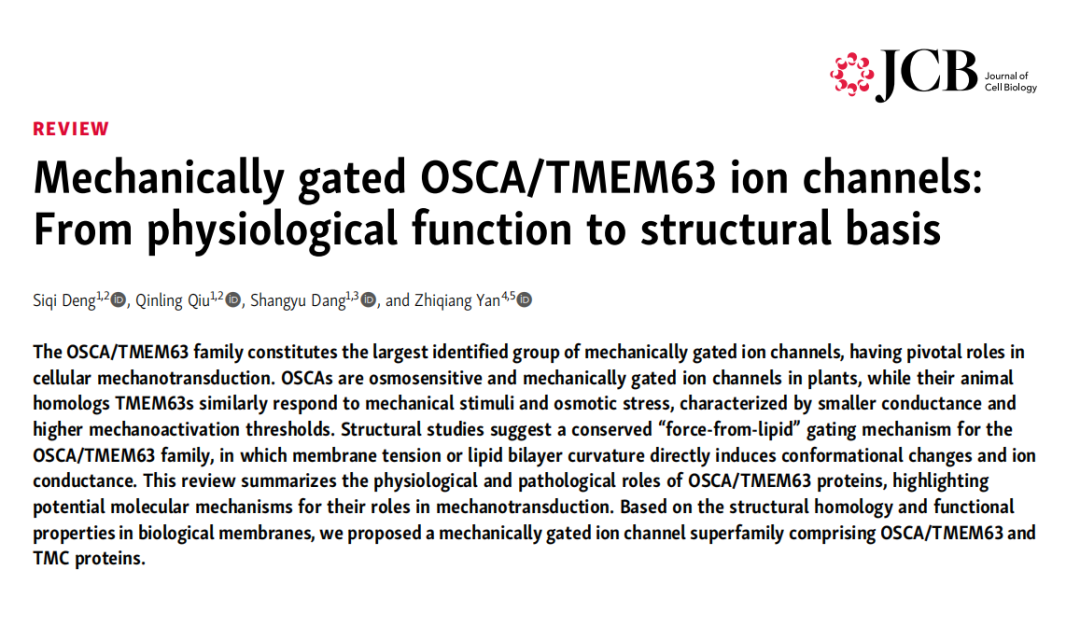 从植物到人类：闫致强团队系统阐述「机械门控通道超家族」，重构生命体感知机械力原理