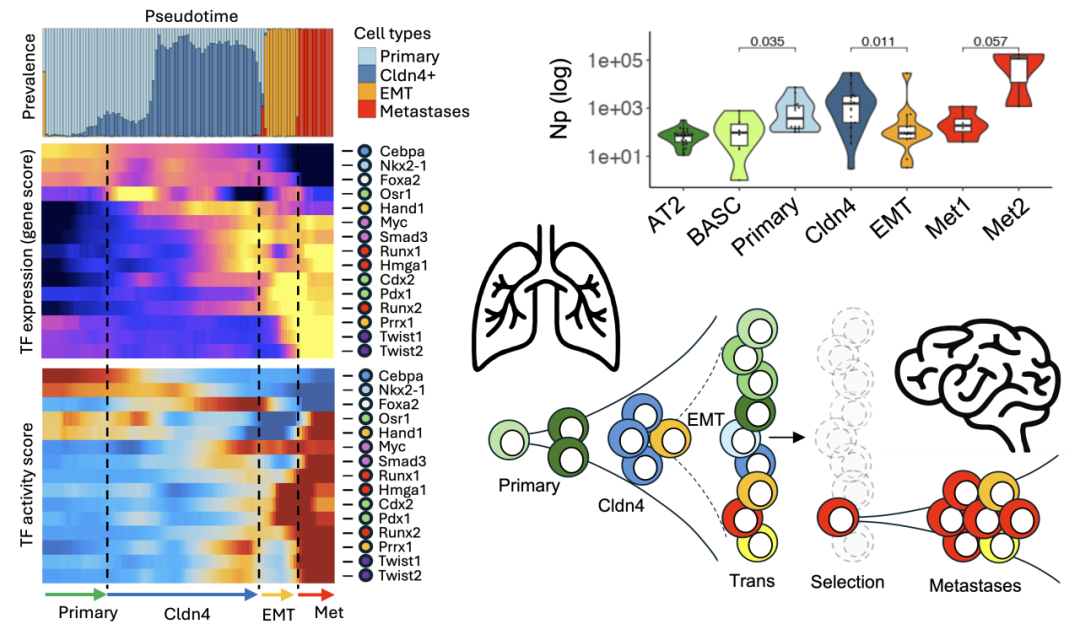 张翼团队揭示谱系转分化驱动泛癌转移