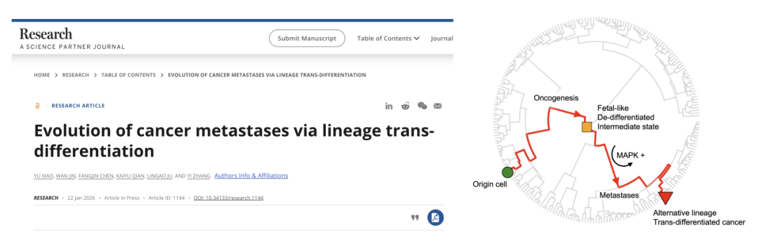 张翼团队揭示谱系转分化驱动泛癌转移