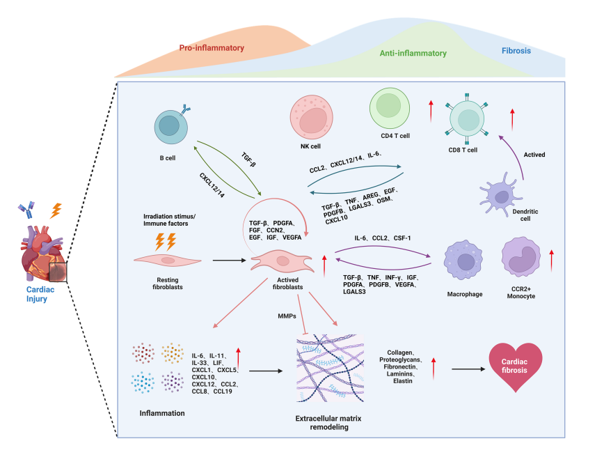 南大二附院刘安文团队研究成果发表于国际顶级期刊，首次揭示放免联合治疗相关心脏损伤防治关键策略