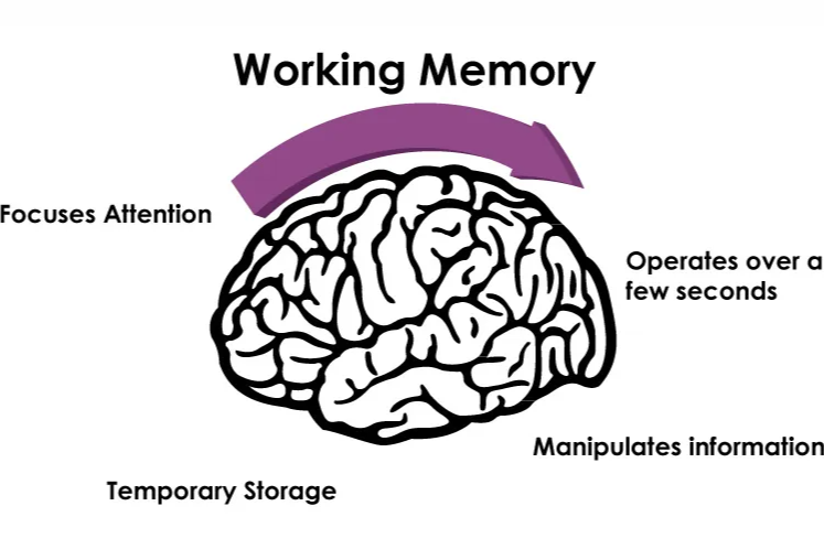 工作记忆：大脑的「临时工作台」，竟被这个神秘脑区掌控？