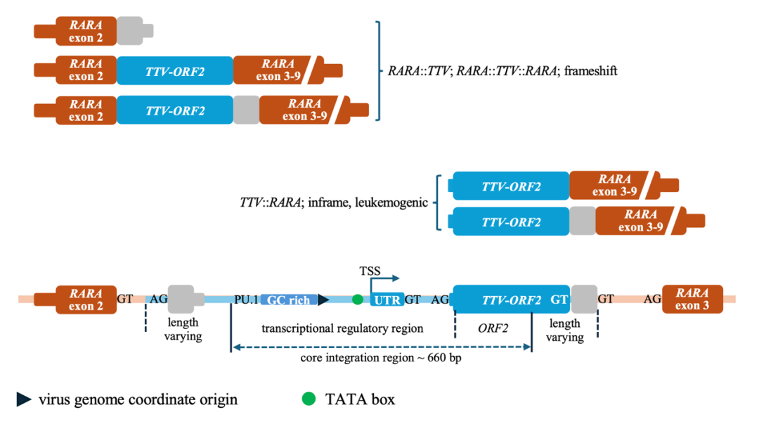 新发现！陆道培分子医学团队领衔发现指环病毒导致白血病的新病种
