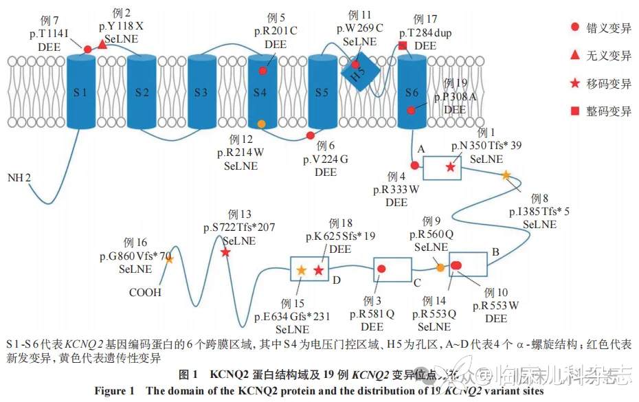 新生儿遗传性癫痫 43 例临床特征和基因型-表型关联分析