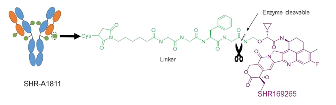 JCO 丨李进教授团队：瑞康曲妥珠单抗治疗 HER2 表达的胃/胃食管结合部腺癌和结直肠癌患者 I 期结果发布