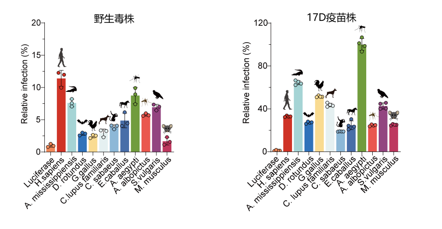 导致美国迁都、挫败拿破仑的病毒如何打开细胞的大门？创新中心谭旭团队发现黄热病毒受体