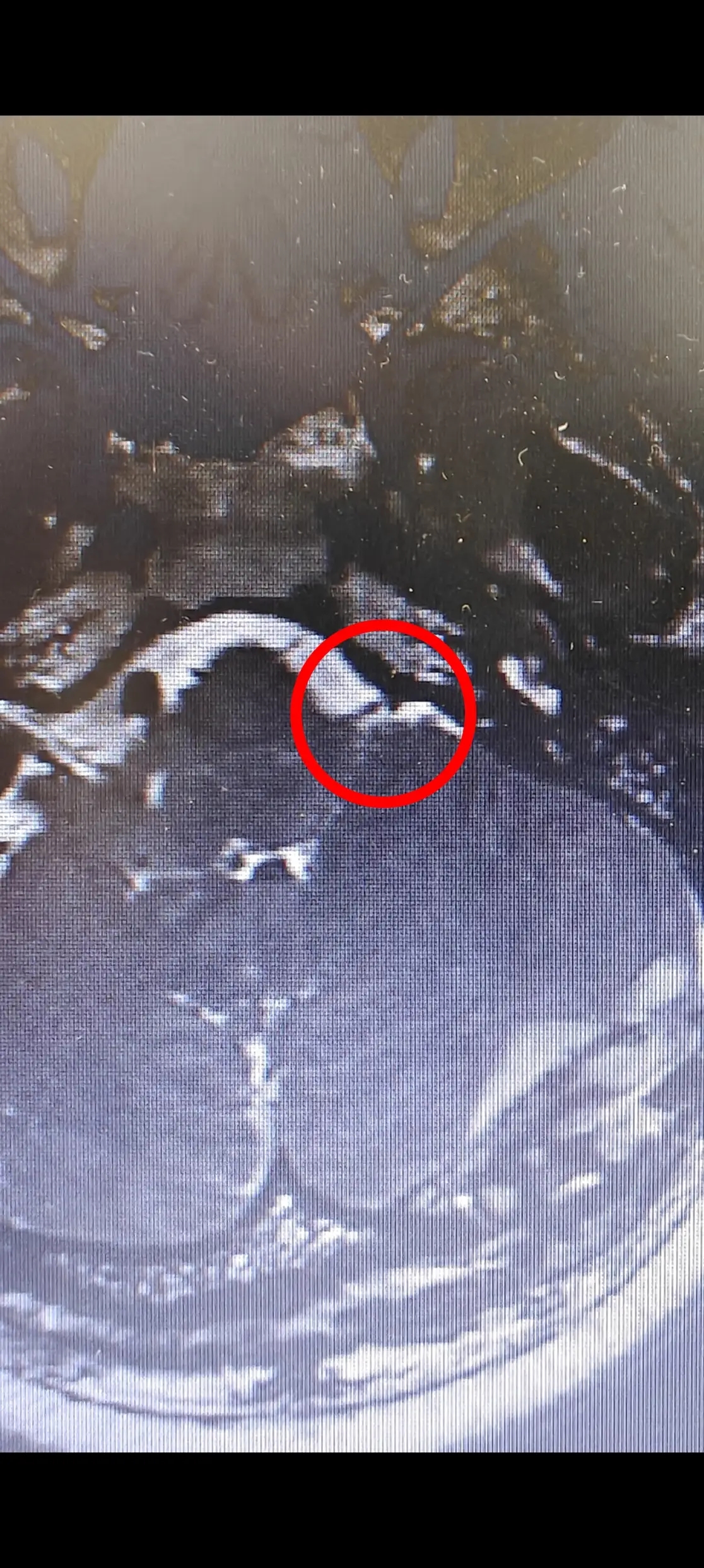 容易被忽视的听神经,竟然是耳鸣「真凶」