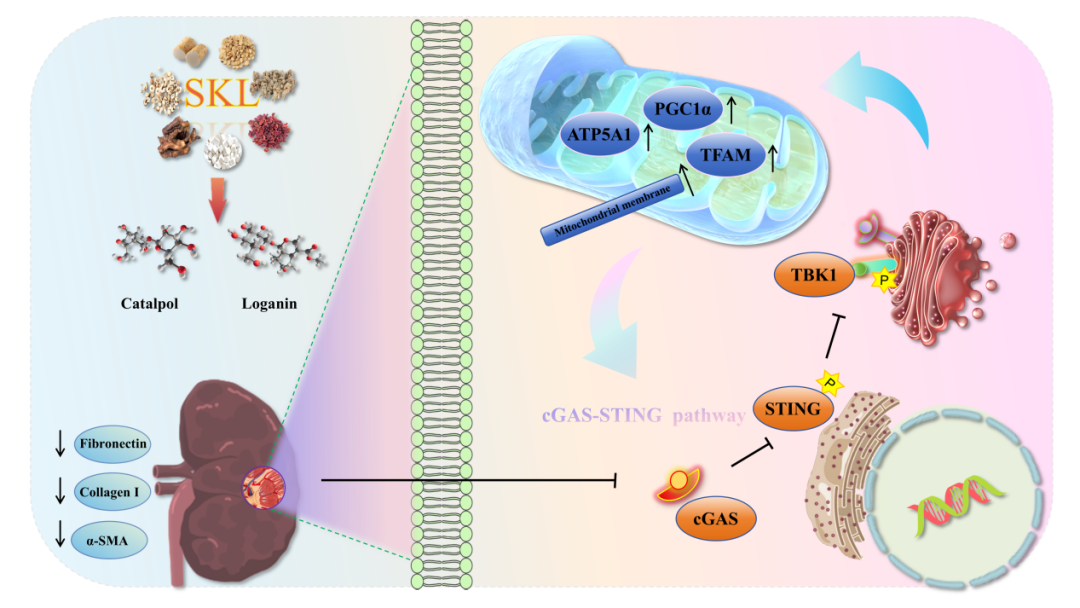 浙大四院泌尿外科周浩团队提出中医药防治肾脏缺血再灌注损伤新策略