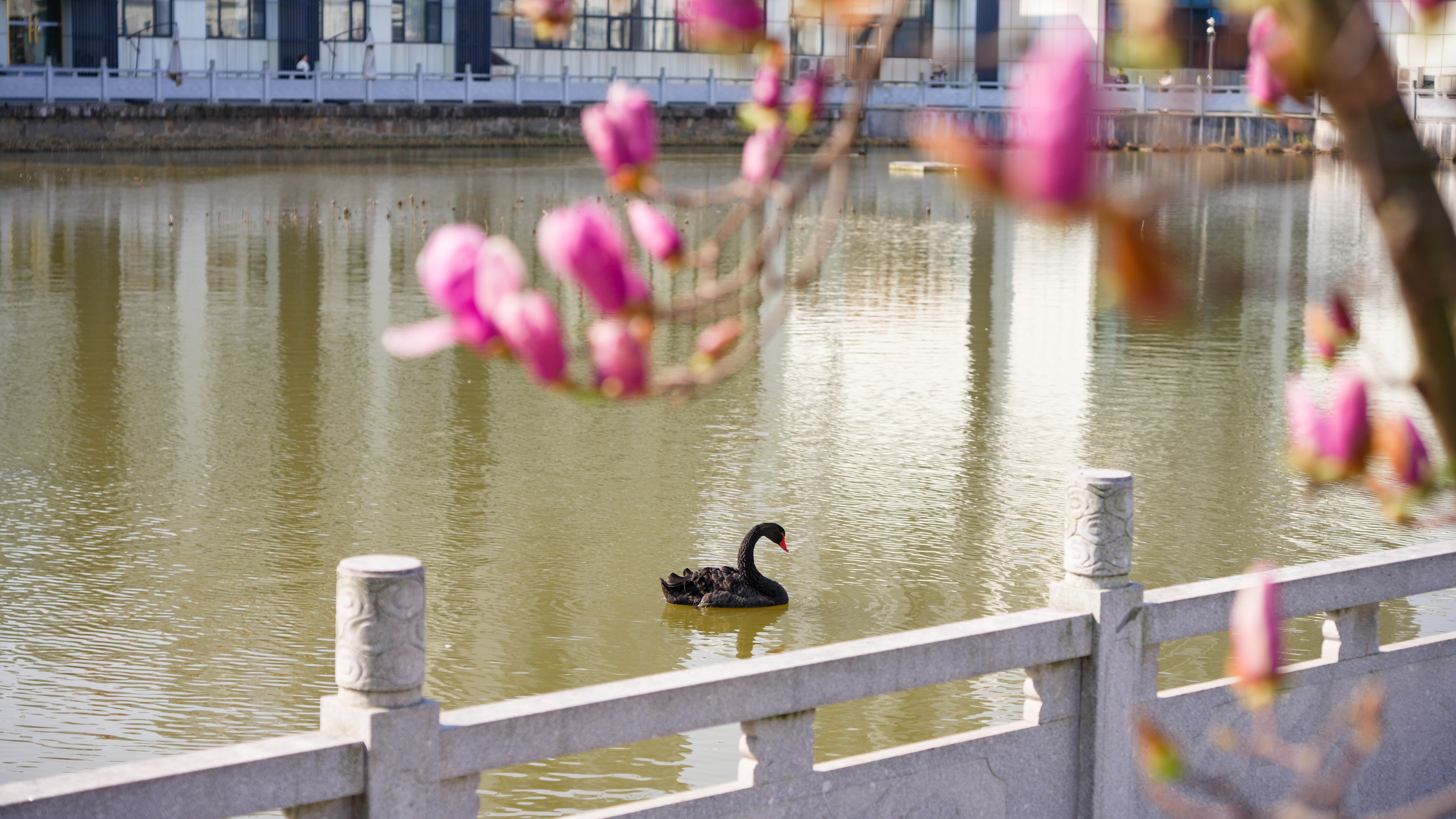 江湾春日图鉴：绣球花开