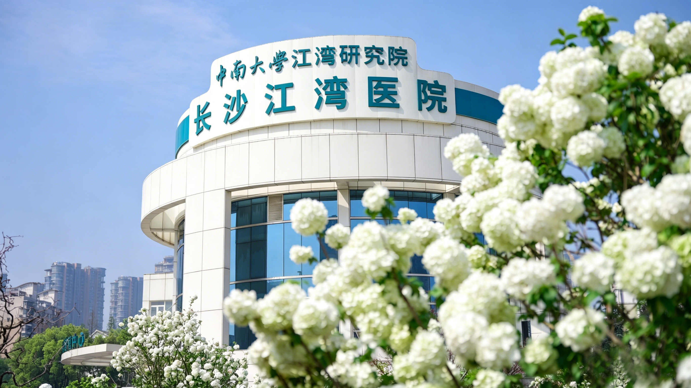 江湾春日图鉴：绣球花开