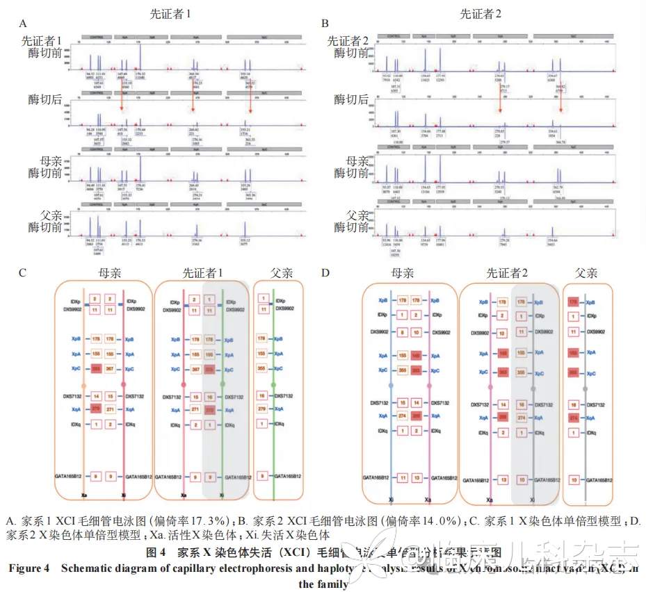 基于 X 染色体失活分析探讨 2 例 X 连锁智力障碍 Bain 型患儿的临床与遗传学特征