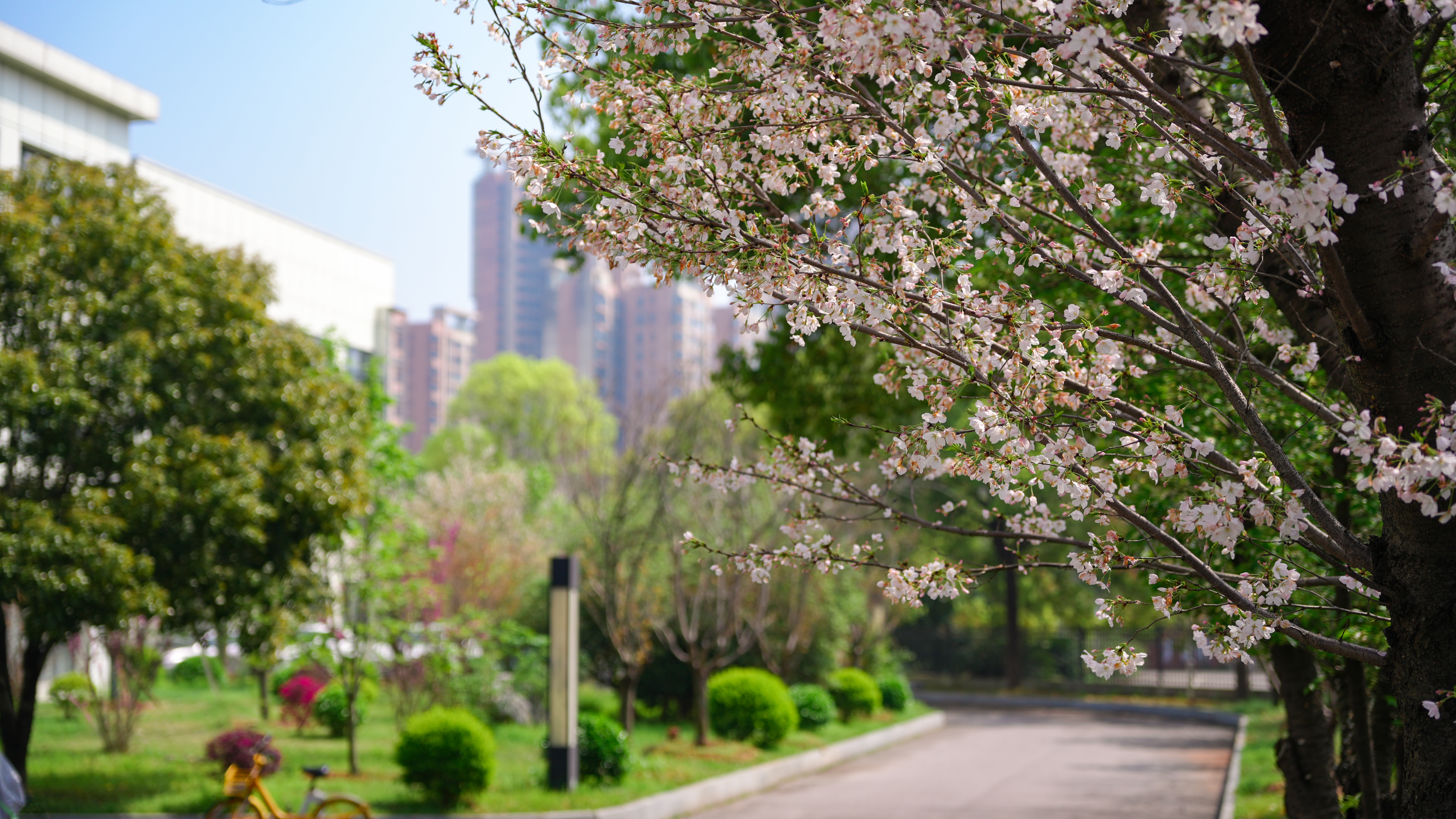 江湾春日图鉴：绣球花开