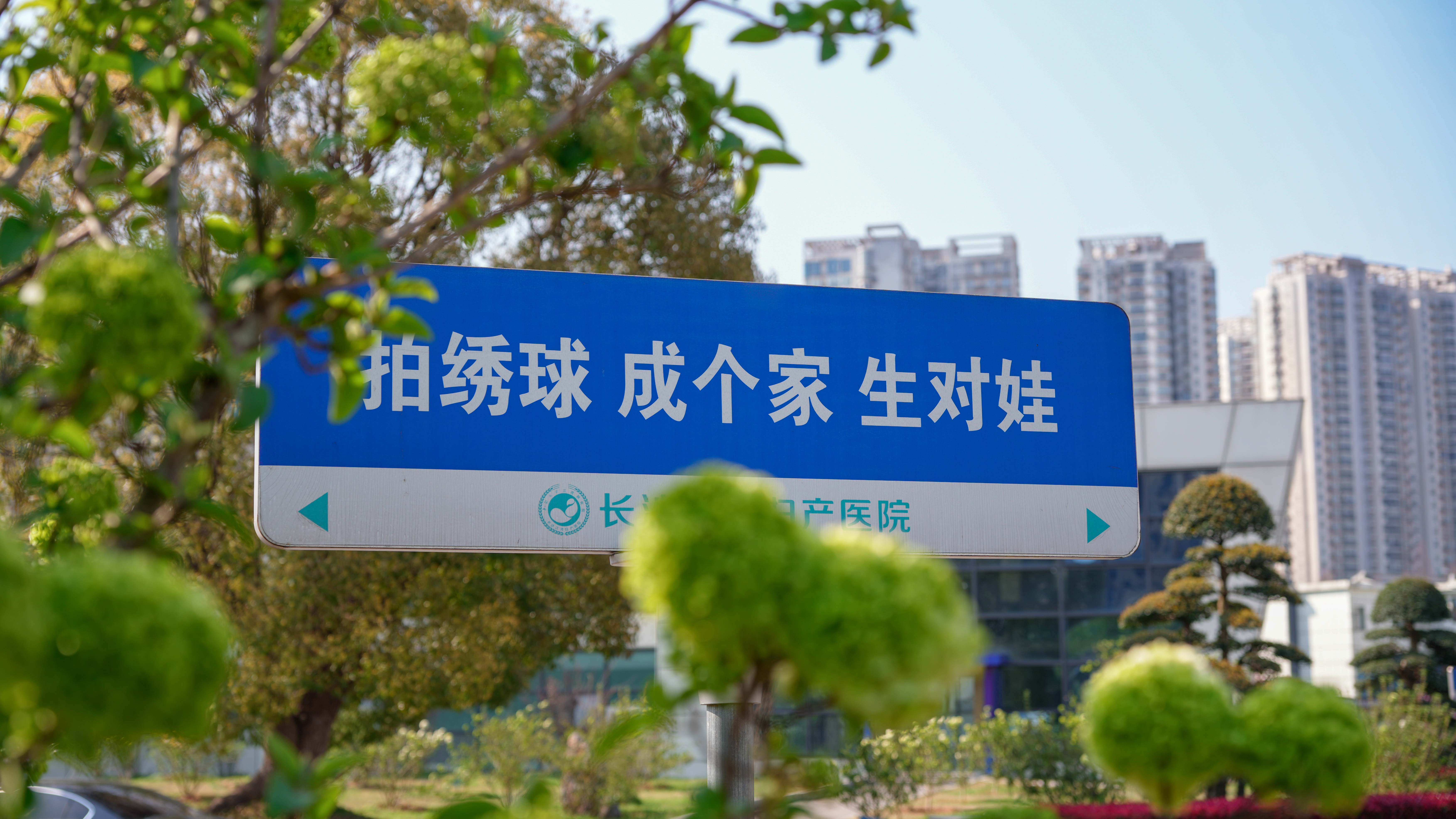 江湾春日图鉴：绣球花开