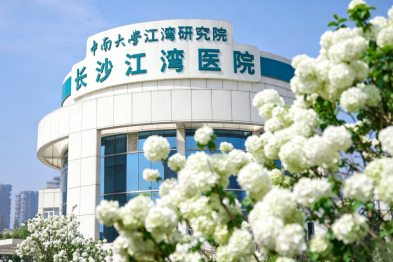 江湾春日图鉴：绣球花开