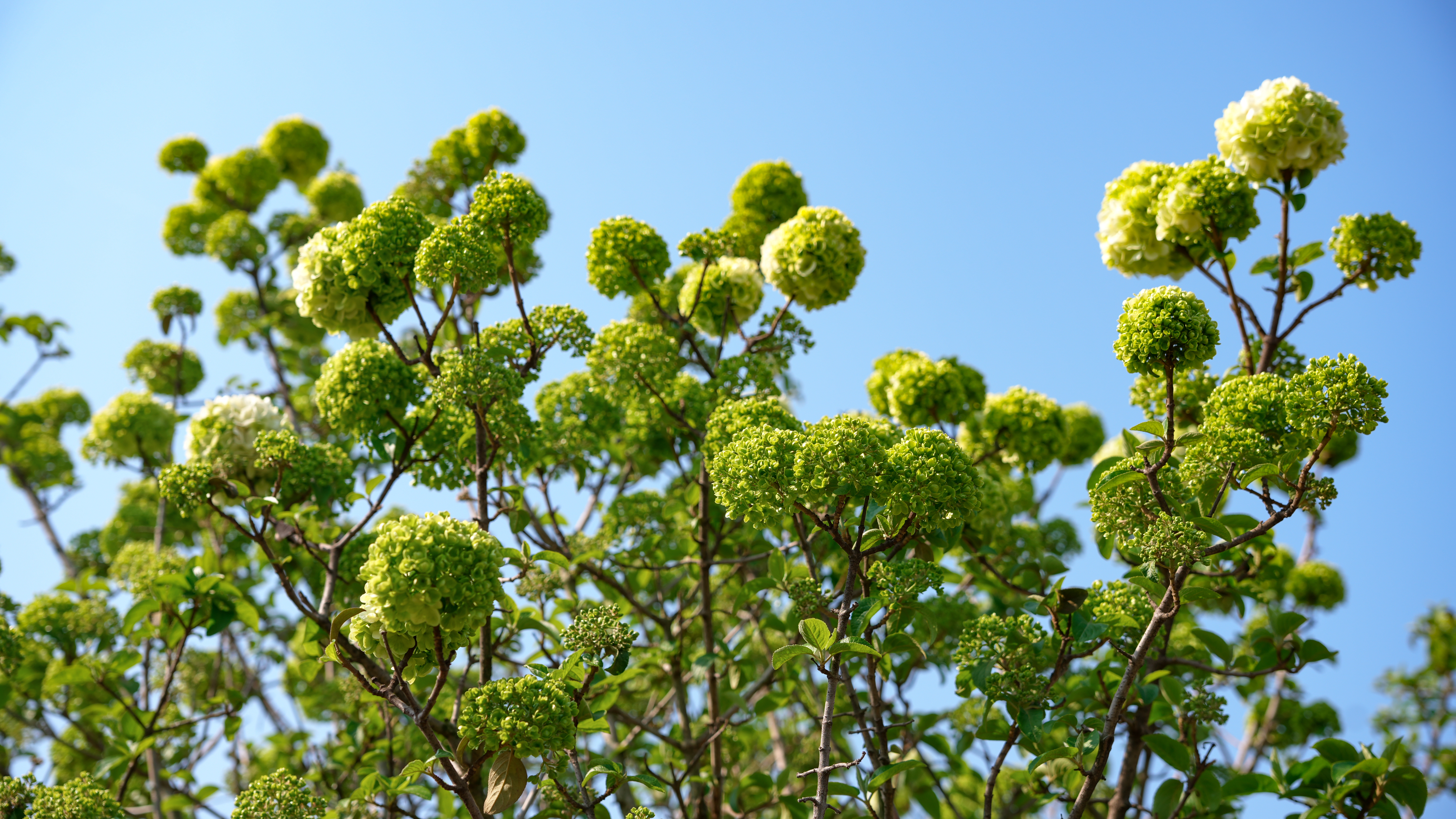 江湾春日图鉴：绣球花开