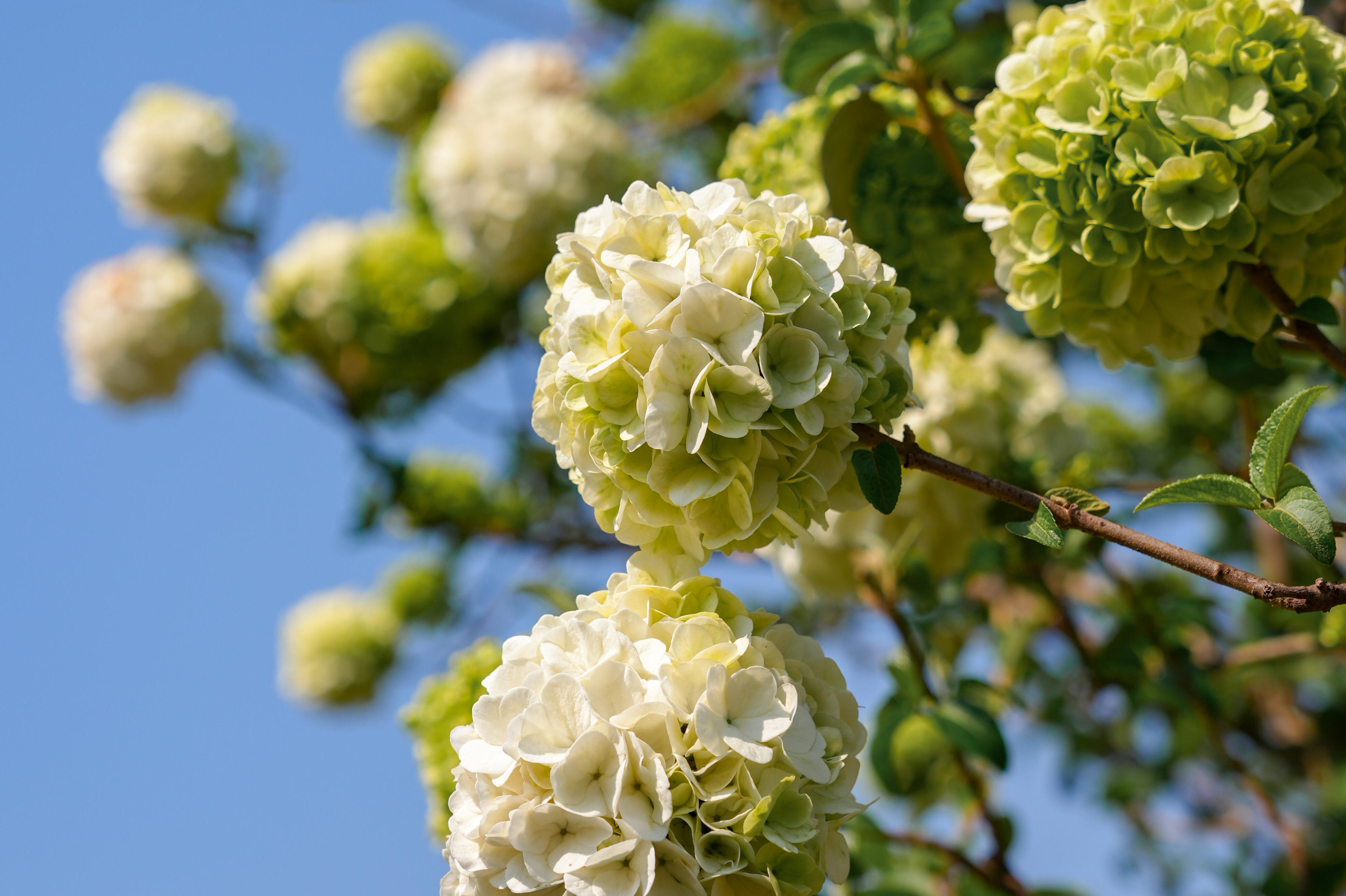 江湾春日图鉴：绣球花开