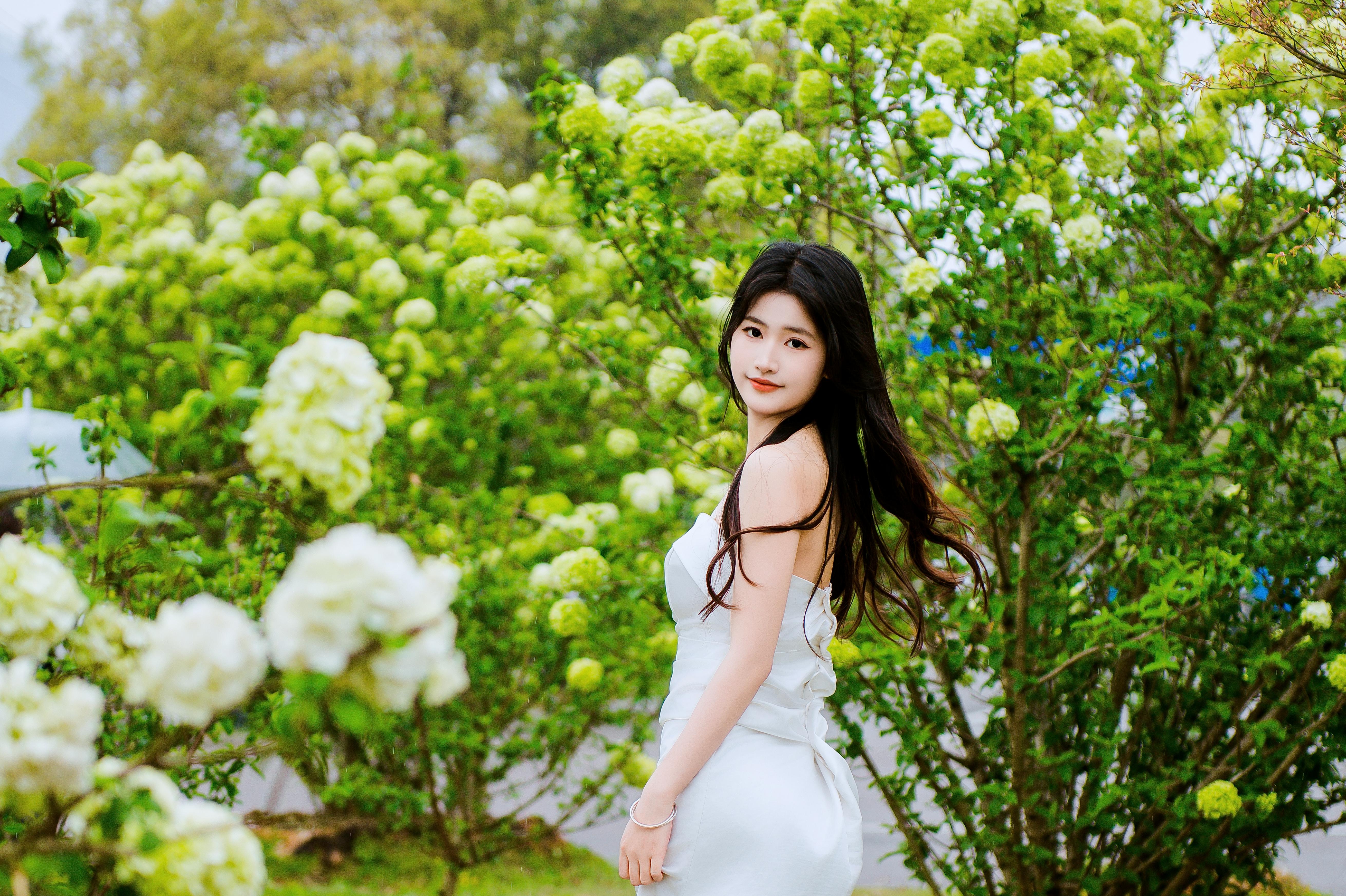 江湾春日图鉴：绣球花开