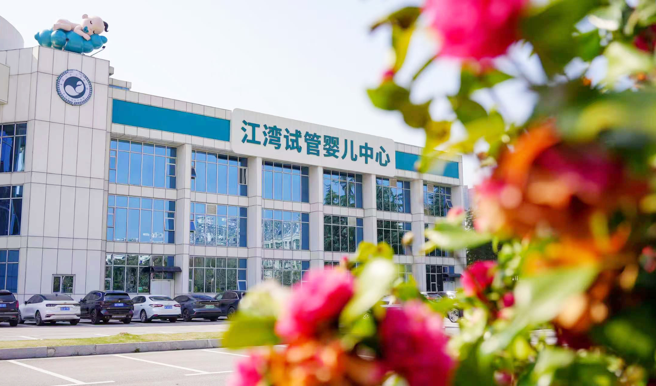 江湾春日图鉴：绣球花开