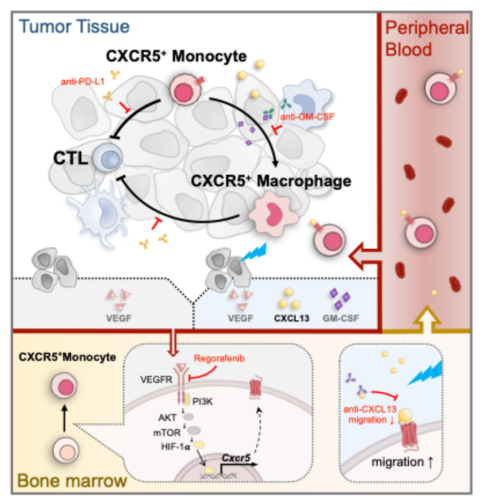Nature Commun:肿瘤放疗科韩苏夏/马瑾璐团队揭示放射治疗抵抗免疫学新机制