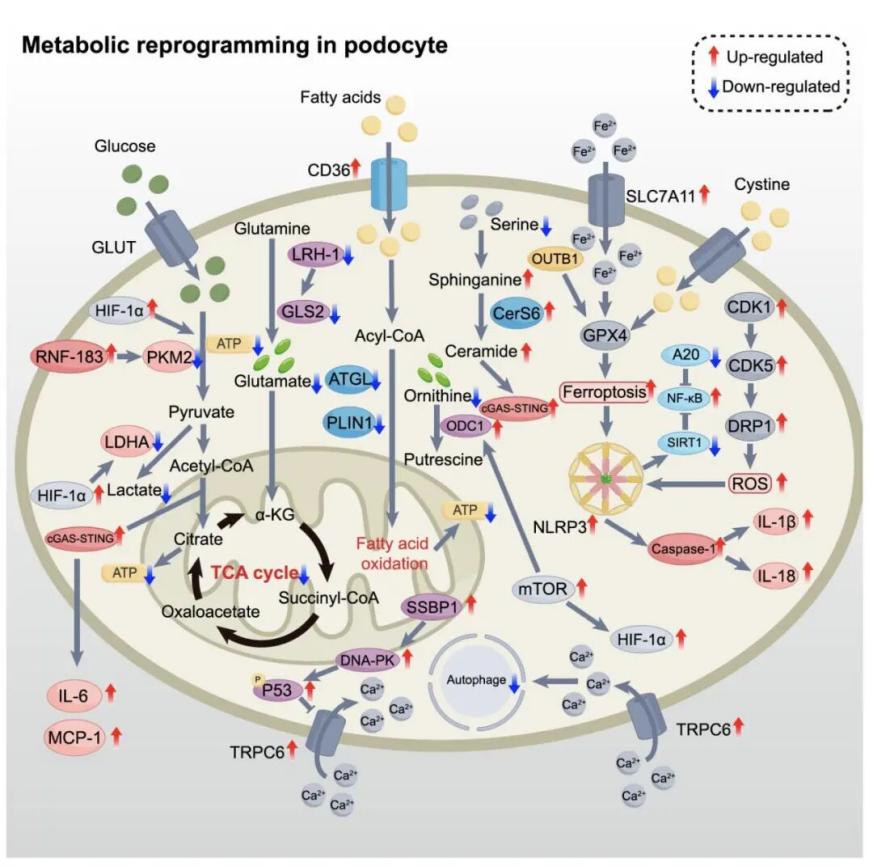 JASN 发表：揭示足细胞代谢异常在肾小球疾病发病及精准治疗机制