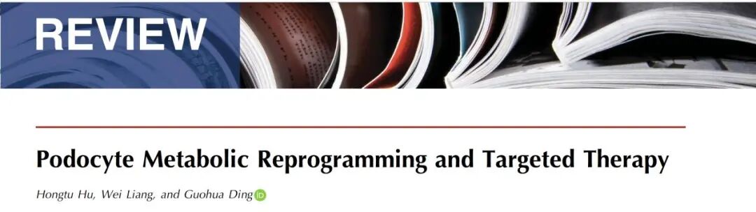 JASN 发表：揭示足细胞代谢异常在肾小球疾病发病及精准治疗机制