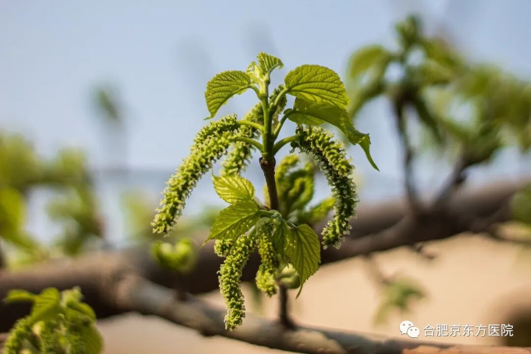 吃了构树揪 差点要进 ICU 合肥京东方医院提醒过敏刺客不得不防!
