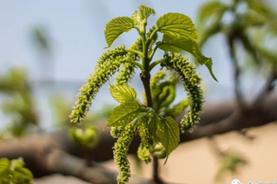 吃了构树揪 差点要进 ICU 合肥京东方医院提醒过敏刺客不得不防！