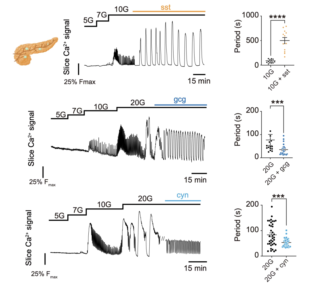 血糖高了，谁来「报信」？创新中心任会霞团队发现胰岛里的「对话」机制
