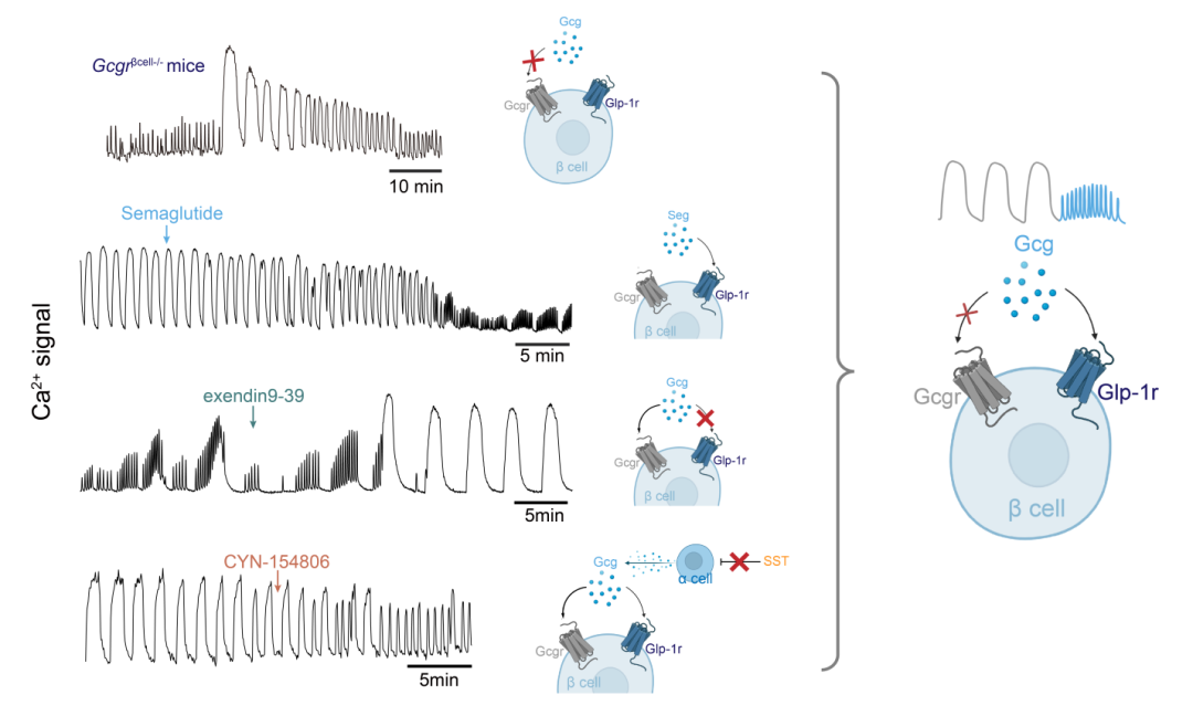血糖高了，谁来「报信」？创新中心任会霞团队发现胰岛里的「对话」机制