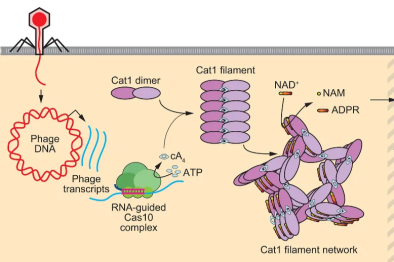 由 CARF-效应因子系统介导的抗噬菌体防御策略