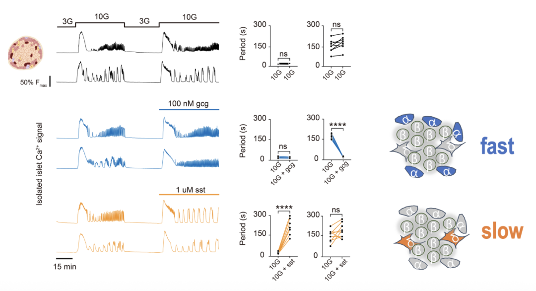 血糖高了，谁来「报信」？创新中心任会霞团队发现胰岛里的「对话」机制