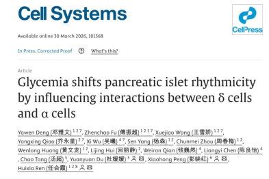 血糖高了，谁来「报信」？创新中心任会霞团队发现胰岛里的「对话」机制