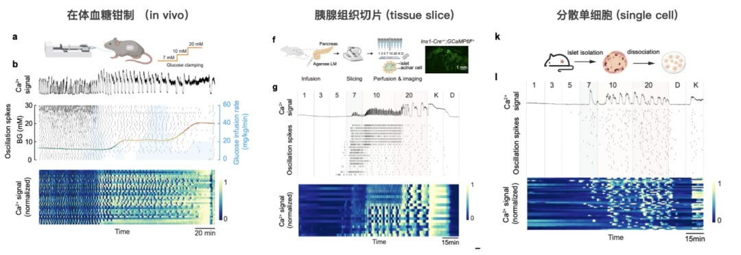 血糖高了，谁来「报信」？创新中心任会霞团队发现胰岛里的「对话」机制
