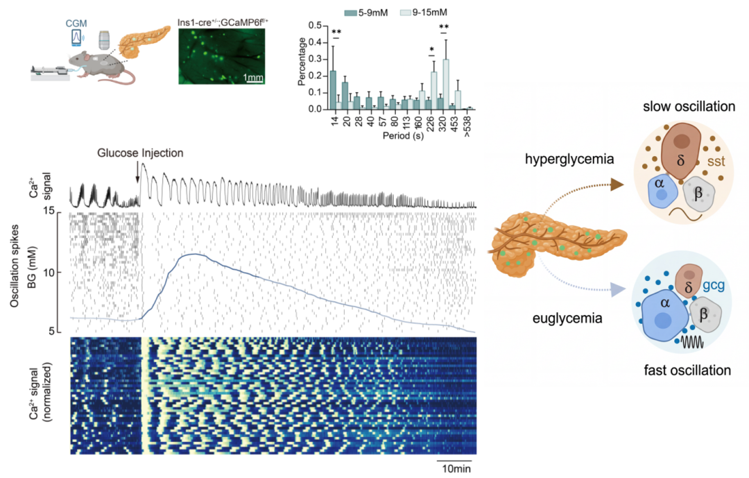 血糖高了，谁来「报信」？创新中心任会霞团队发现胰岛里的「对话」机制