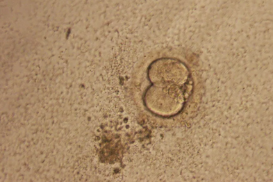 从污染到抱娃，一枚胚胎的「绝地求生」