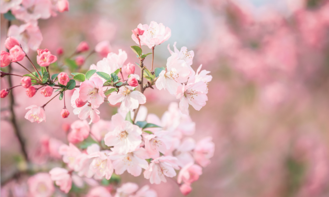 医院党支部将持续深化党员志愿服务工作，不断丰富服务内涵、优化服务形式，凭借专业的医疗技术、真诚的医疗服务，全力守护每一位患者的眼健