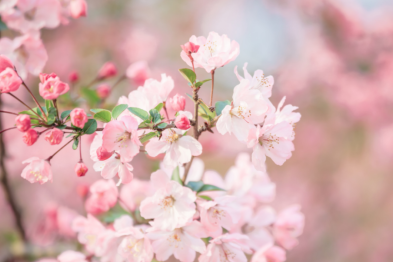 医院党支部将持续深化党员志愿服务工作，不断丰富服务内涵、优化服务形式，凭借专业的医疗技术、真诚的医疗服务，全力守护每一位患者的眼健