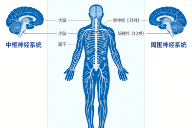 走进脊髓电刺激技术：它如何为神经功能康复提供助力