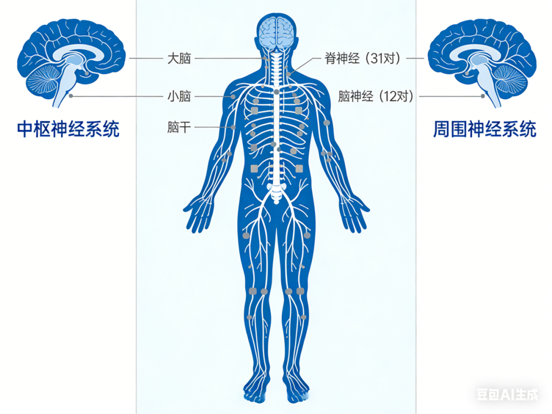 走进脊髓电刺激技术：它如何为神经功能康复提供助力