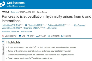 Cell Systems | 少数执帅印：胰岛δ、α细胞指挥β细胞节律