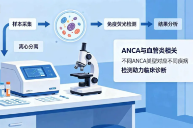 ANCA：血液中的「沉默警报」，揪出血管炎的隐秘元凶