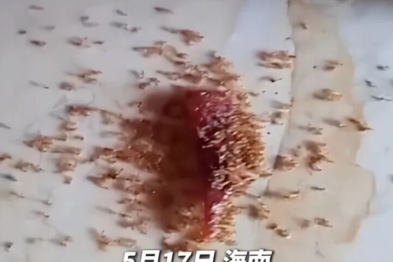 别只盯孩子零食！新鲜的「绿叶蔬菜」这样吃，和毒死蚂蚁的肉干一样伤身