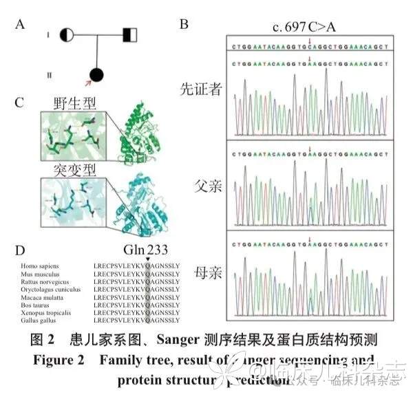 PSAT1 基因变异致轻型丝氨酸缺乏症:以鱼鳞病合并周围神经病为表型的临床特征与遗传学分析