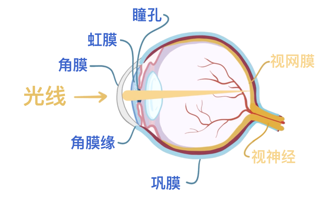 眼睛里出现红血丝,到底是累了还是生病了?这份「护眼指南」请查收