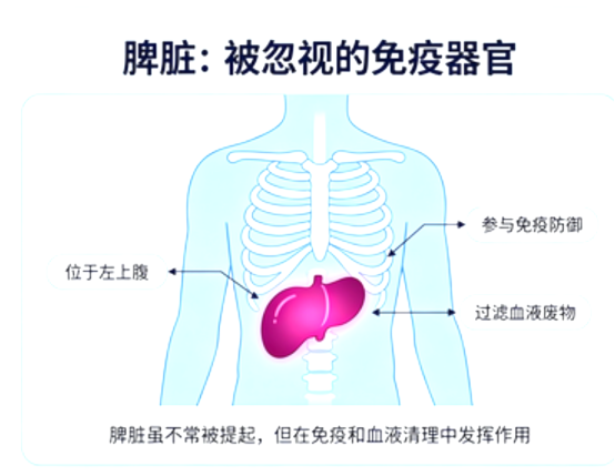 脾脏:被忽视的重要免疫器官