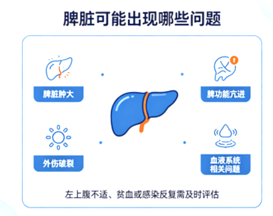 脾脏:被忽视的重要免疫器官